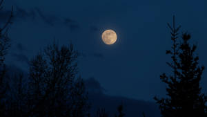 Hd Moon Above Forest Silhouette Wallpaper