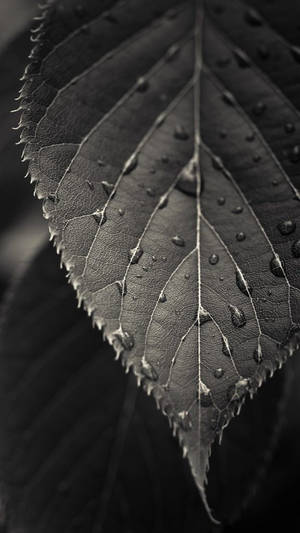 Hd Nature Phone Wet Leaf Wallpaper