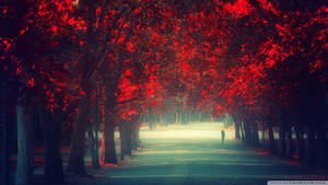 Hd Path Between Red Trees Wallpaper