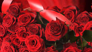 Hd Rose Red Rose Aesthetic Wallpaper