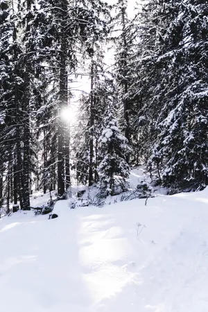 Hd Snow-covered Pines Wallpaper