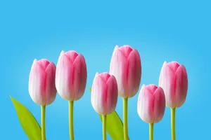 Hd Spring Pink Tulips Wallpaper