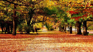 Hd Thick Autumn Forest Wallpaper