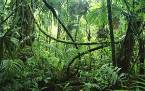 Hd Tropical Jungle Background Wallpaper
