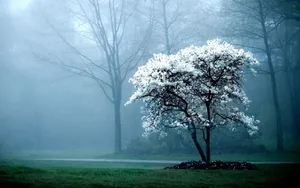Hd White Tree In Woods Wallpaper
