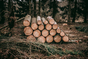 Hd Wood Logs Wallpaper