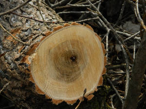 Hd Wood Tree Stump Wallpaper