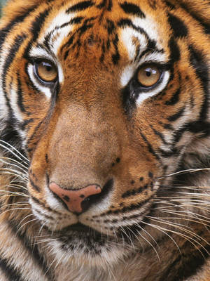 Headshot Tiger Iphone Wallpaper