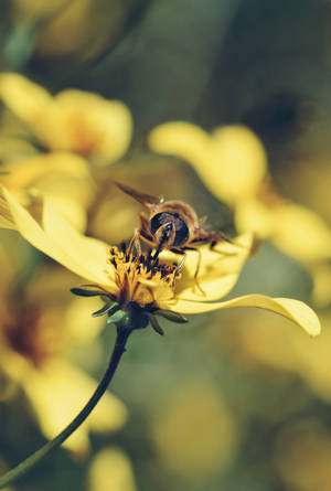 Helianthus Lemon Queen Flower Android Wallpaper