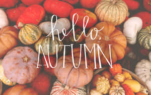 Hello Autumn Pumpkin Collection Wallpaper