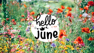 Hello June In The Field Of Flowers Wallpaper