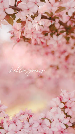 Hello Spring Cherry Blossom Wallpaper