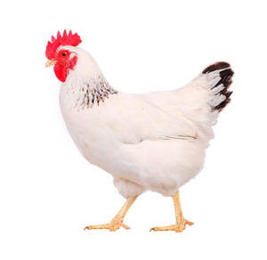 Hen On White Wallpaper