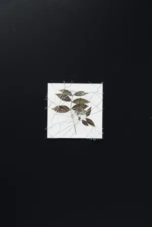 Herbarium Plant With Broken Frame Wallpaper