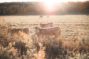 Herd Of Cows In Sunrise Wallpaper