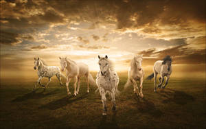 Herd Of Galloping White Horses Wallpaper