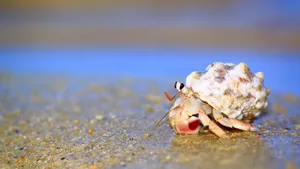 Hermit Crab In Sand Wallpaper