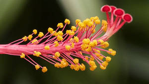 Hibiscus Pistil Wallpaper