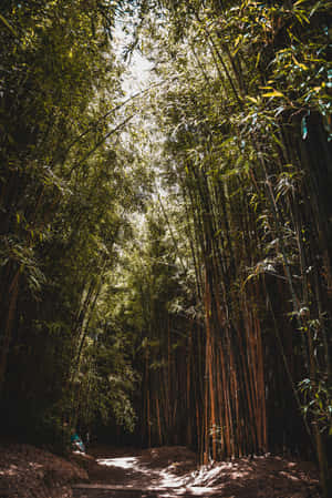 Hidden Bamboo Forest Wallpaper