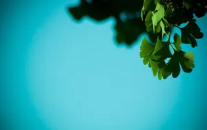 High Above The Clouds, Vast Sky, And Rising Sun Wallpaper