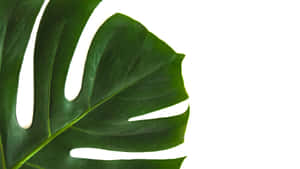 High Quality Monstera Minimalist Plant Desktop Wallpaper