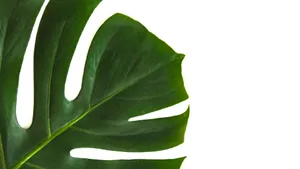 High Quality Monstera Minimalist Plant Desktop Wallpaper