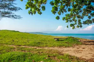 High Resolution Desktop Grassland Wallpaper