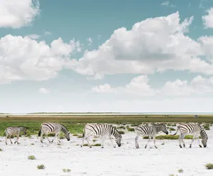 High Resolution Desktop Zebras Wallpaper