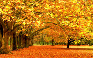 High Resolution Fall Yellow Fallen Leaves Wallpaper