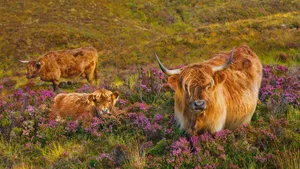 Highland Cow Herd With Flowers Wallpaper