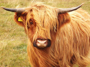 Highland Cow With Ear Tag Wallpaper