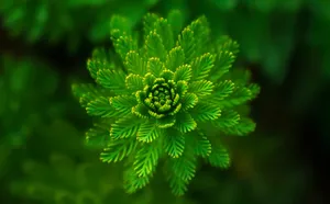 Hijau Blooming Plant Wallpaper