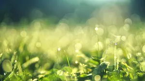 Hijau Green Lights Wallpaper