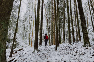 Hiker In Snowy Nordic Forest Wallpaper