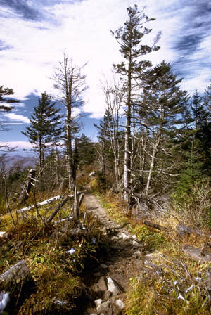 Hiking Path On Smoky Mountains Wallpaper