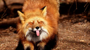 Hilarious Fox Sticking Tongue Out Wallpaper