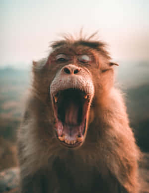 Hilarious Yawn Of A Monkey Wallpaper