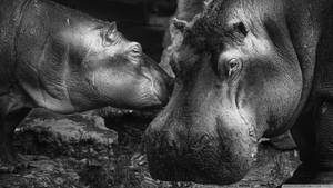 Hippopotamus Black And White Photograph Wallpaper