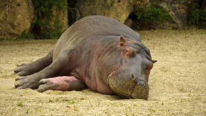 Hippopotamus Deep Sleep Wallpaper