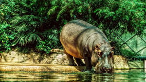 Hippopotamus Drinking On Water Pool Wallpaper