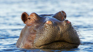 Hippopotamus Droopy Eyes Wallpaper
