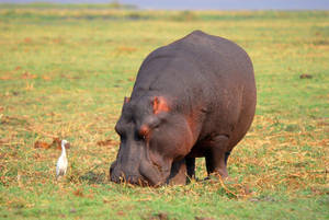 Hippopotamus Grazing On Grass Field Wallpaper