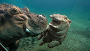Hippopotamus Happily Swimming Underwater Wallpaper