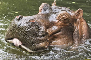 Hippopotamus Interesting Face Detail Wallpaper