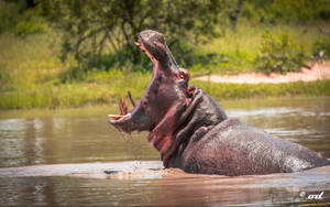 Hippopotamus Intimidating Mouth Wallpaper