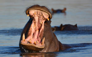 Hippopotamus Intimidating Opened Mouth Wallpaper