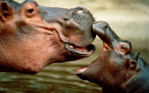 Hippopotamus Kissing Baby Hippo Wallpaper