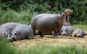 Hippopotamus Male Herd Wallpaper