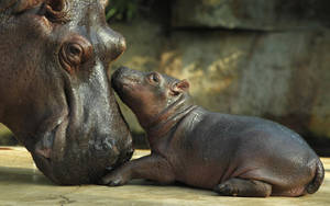 Hippopotamus Mother And Baby Wallpaper