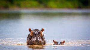 Hippopotamus Mother And Baby Peaking Wallpaper